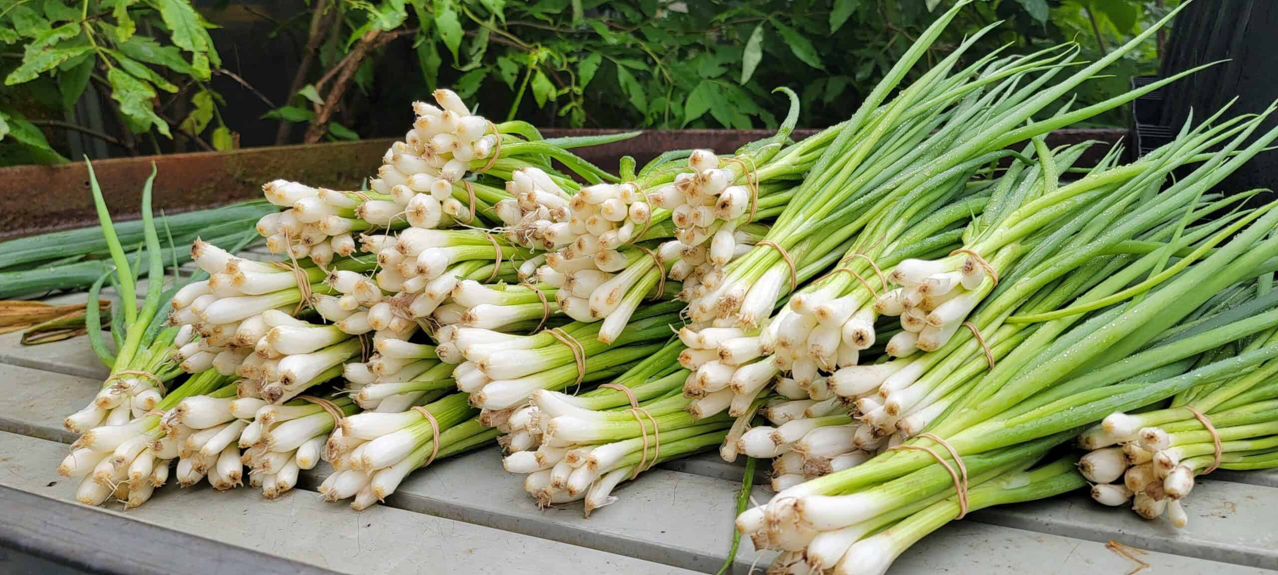 Bunches of spring onions.