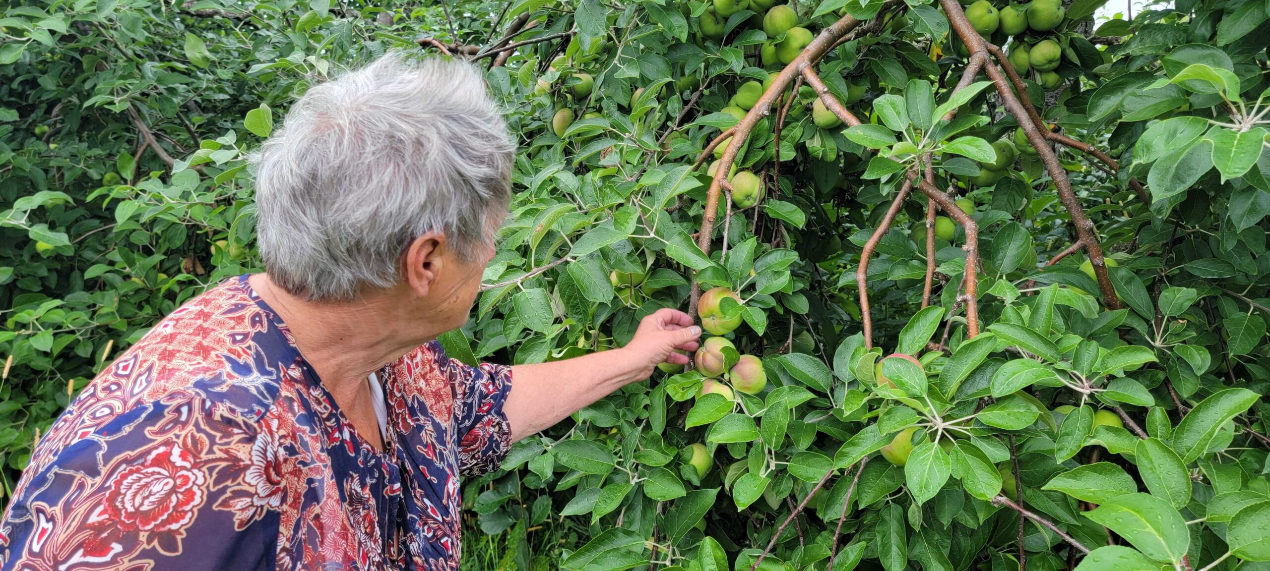 Woman picks apples from tree.