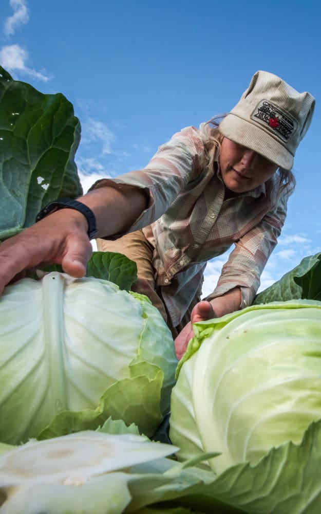 A woman picking up cabbages in a field.