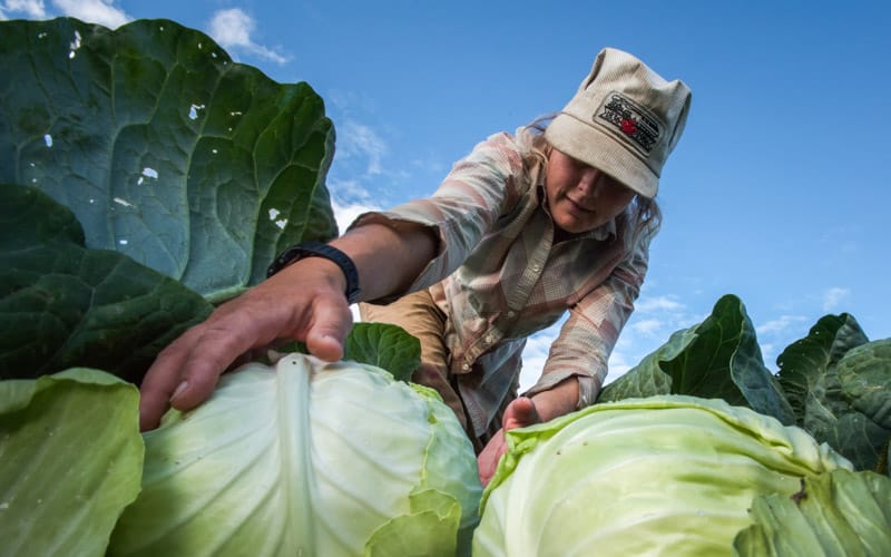 A woman picking up cabbages in a field.