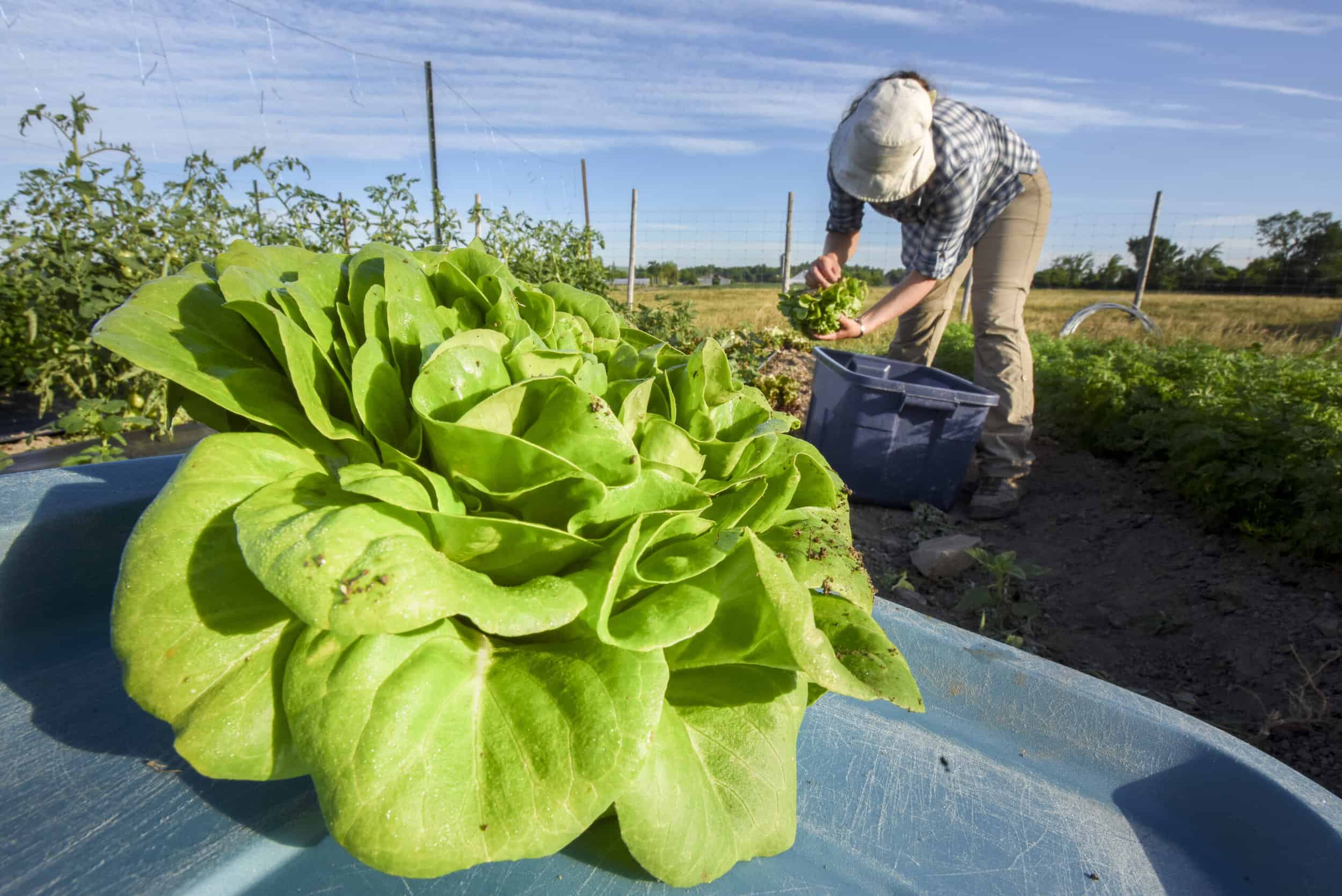 A farm worker harvests lettuce.