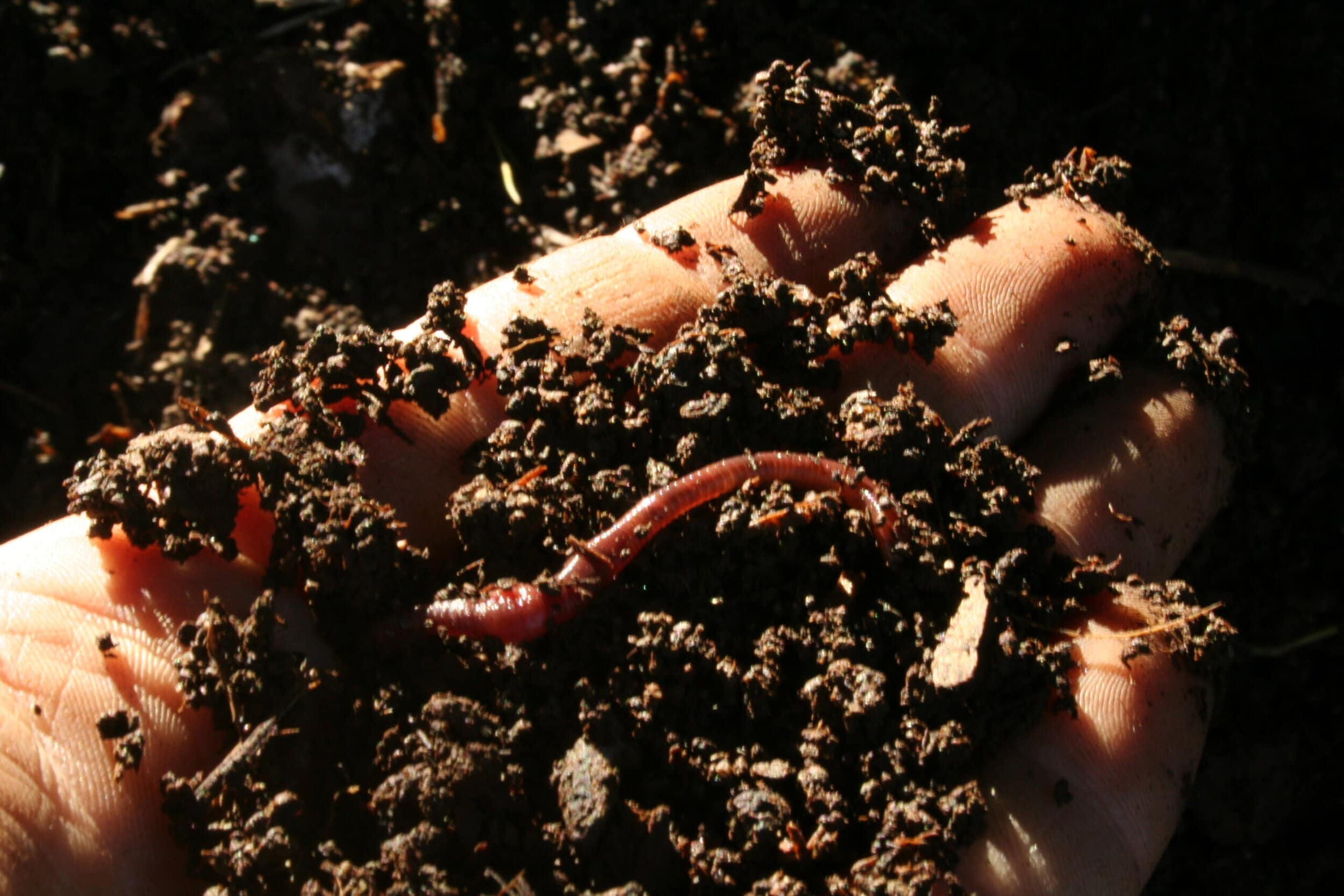 Hand with soil and worm.