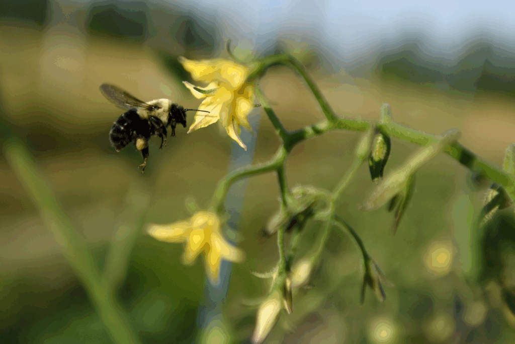 climate change & biodiversity