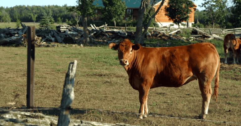 A brown cow standing in a farm field looking at the camera.