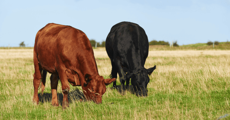 Two cows grazing in an Ontario field on a farm.