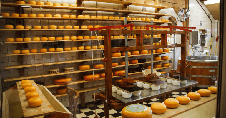 Rounds of cheese on shelves in a cheese shop factory.