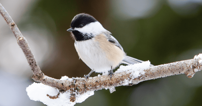 A bird is sitting on a branch covered in snow.