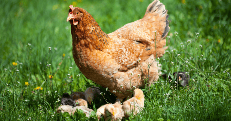 A chicken is walking in the grass with her chicks.