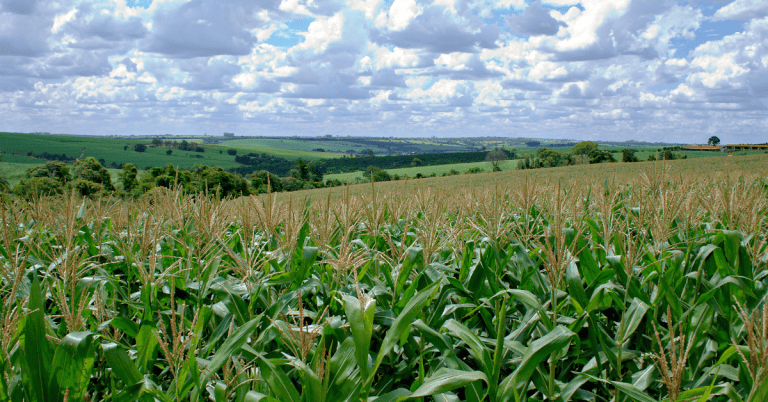 A field of corn with rolling hills on the horizon and a blue, cloudy sky.