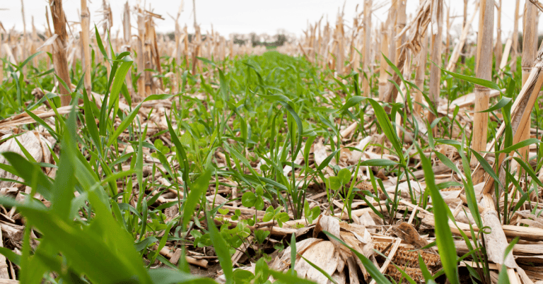 A close up of a field at ground level featuring stubble from corn crop with green grass and clover.