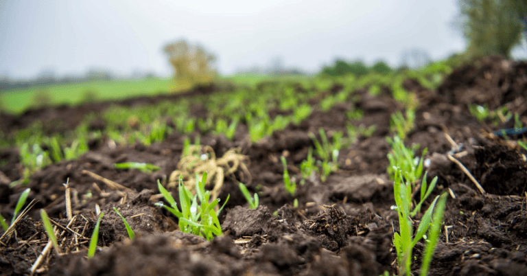 A close up of a lush farm field with rows of plants growing from the soil.