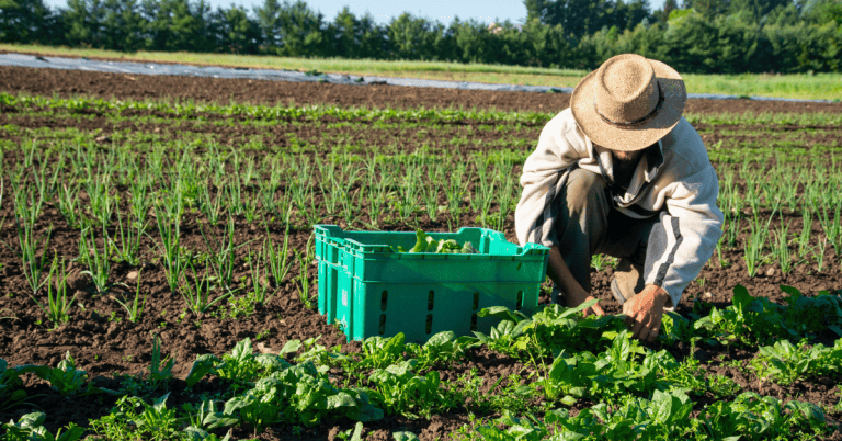 A man in a straw hat picking lettuce on an Ontario farm.