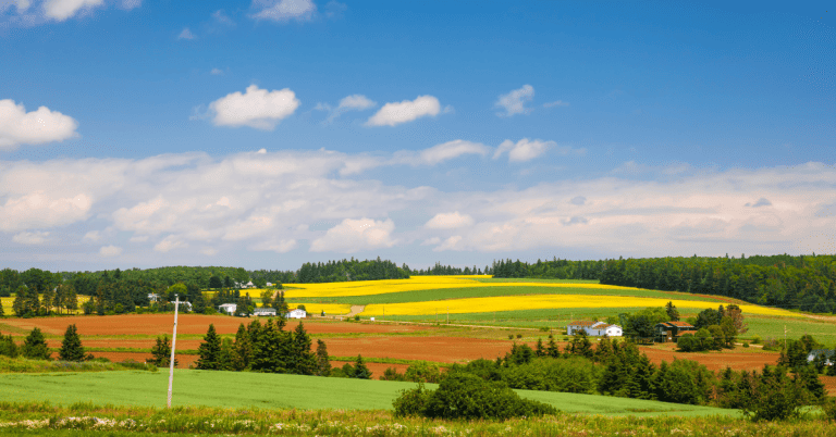 A farm field of yellow flowers surrounded by rows or trees, beneath a blue sky.