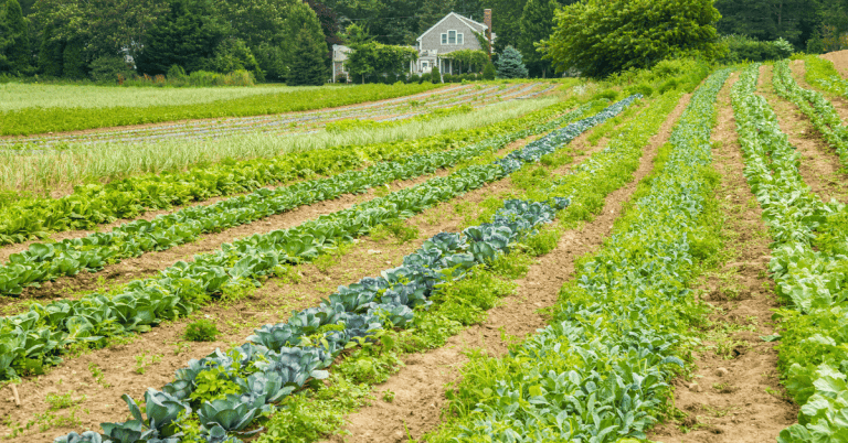 An Ontario farm with a field of vegetable rows and a house in the background.