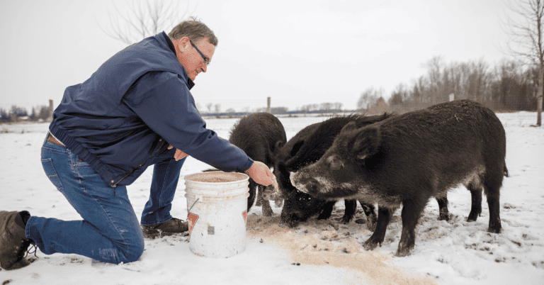 A man feeding a group of pigs our of a bucket on a farm in winter.