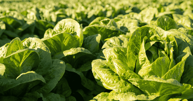 A close up of rows of lettuce growing in a farm field.
