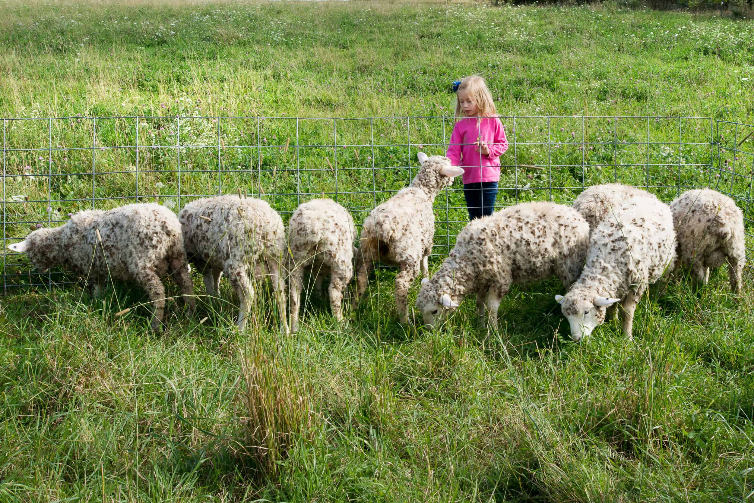A girl is standing next to a group of sheep.