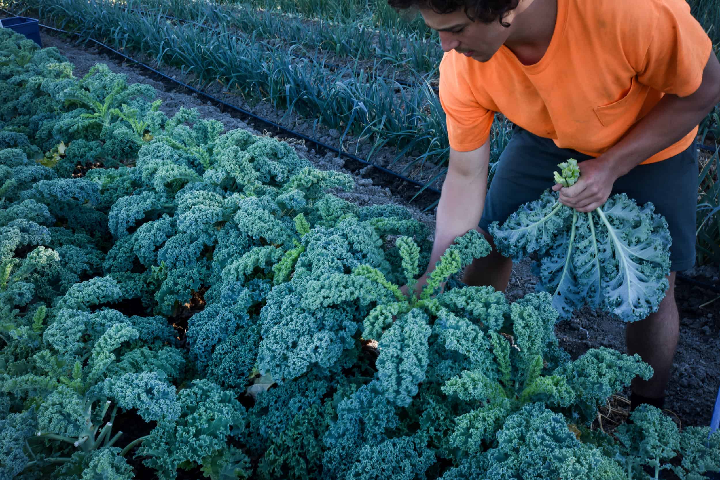 A man picking kale in a field.