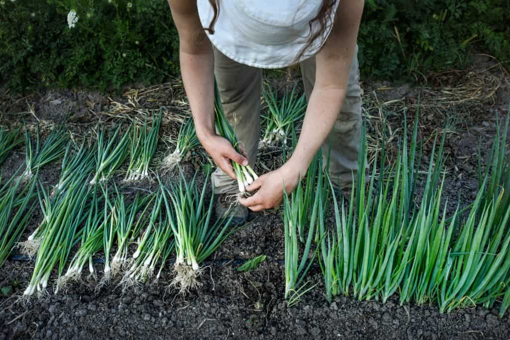 A woman picking up onions from the ground.