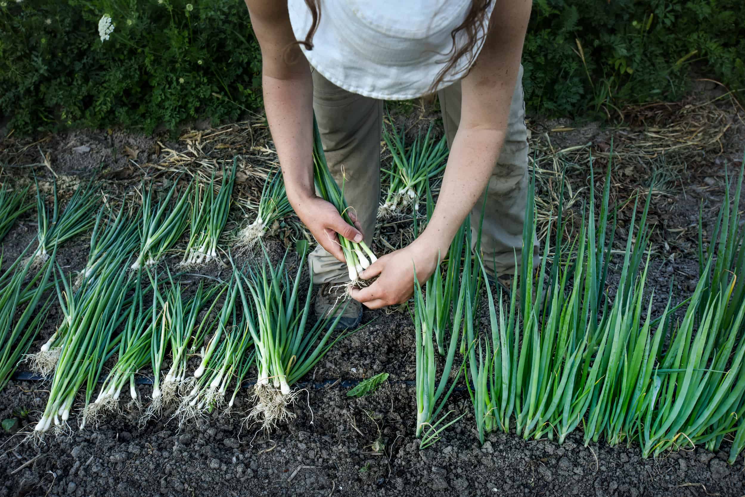Nfu Ontario Accredited Farm Organization Member Scallion Harvest 2500px A woman picking up onions from the ground.