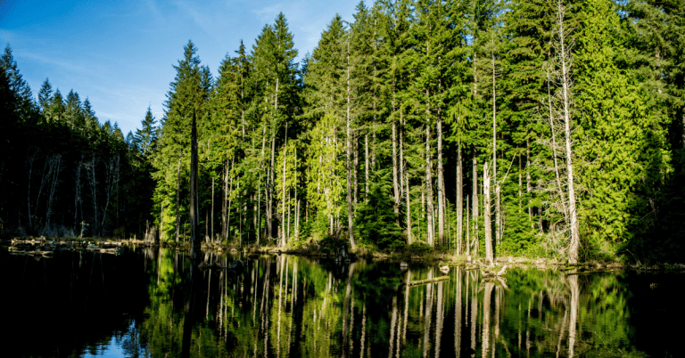 A group of trees reflected in a body of water under a blue sky.