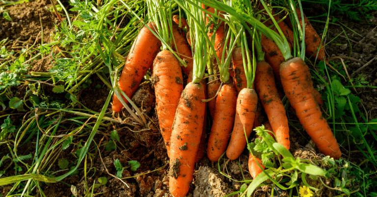 A bunch of carrots are sitting on soil.