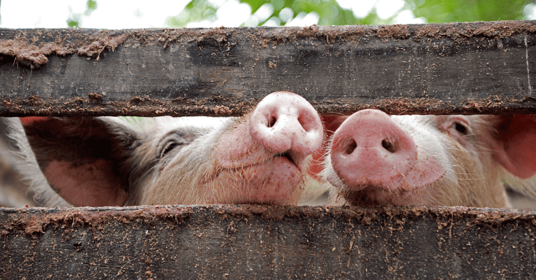 Two pigs peeking out of a farm fence.