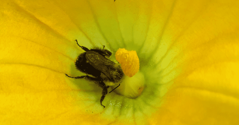 A bee is sitting in the centre of a yellow flower with pollen.