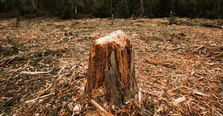 A tree stump in the middle of open ground covered in wood chips.