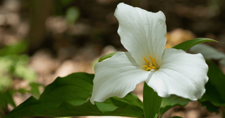 A white trillium flower is blooming in the Ontario woods.