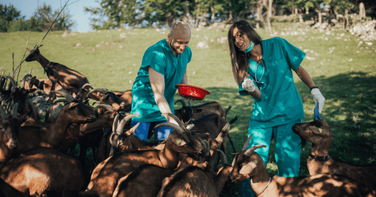 Two people in scrubs feeding goats on a farm.