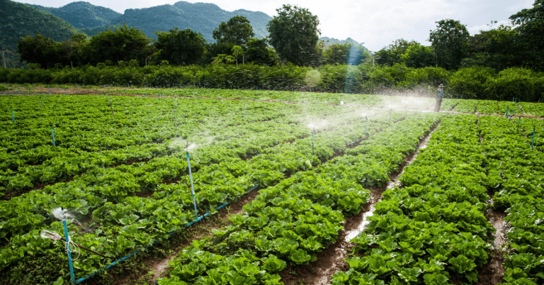 A man is irrigating a field of vegetables on a farm.
