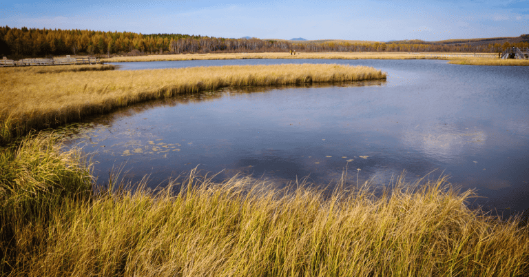 A serene pond nestled amongst trees, with tall grasses swaying gently in the breeze.