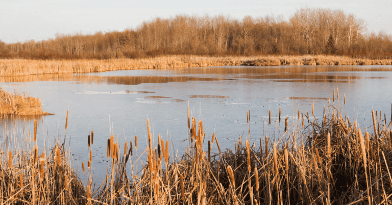 A pond surrounded by reeds and trees.