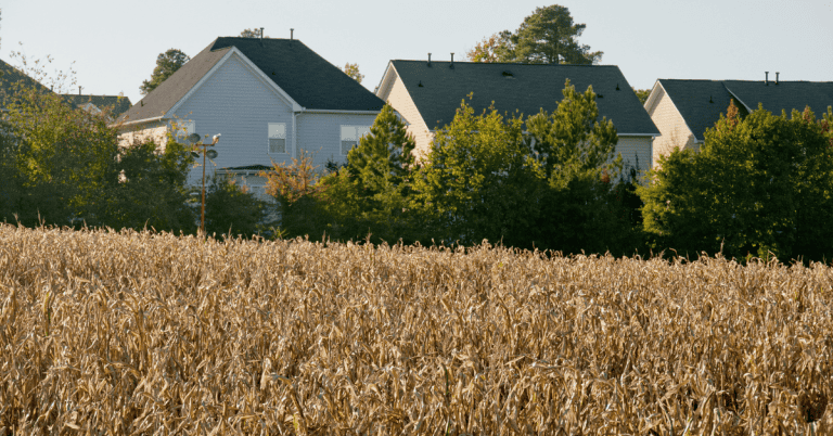 A lush field of golden corn with residential homes in the background.