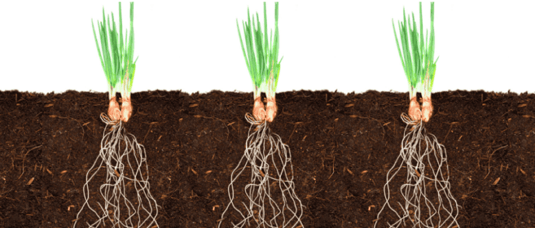 Three onions growing in the soil.