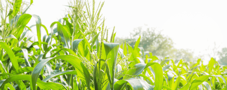 Corn growing at sunlight