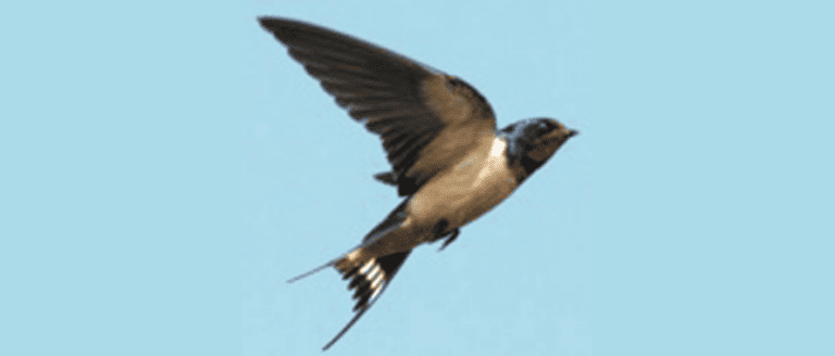 A swallow bird is flying in the sky.