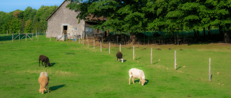 A group of sheep grazing in a field.