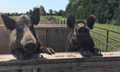 Two pigs looking over a fence in a field. Photo source: https://www.perthporkproducts.com/