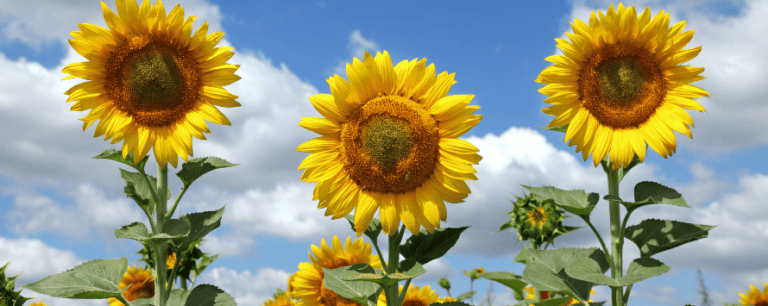 Three sunflowers in a field with a blue, cloudy sky.