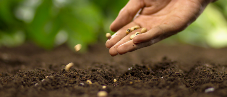 A person's hand is sowing seeds in the soil.