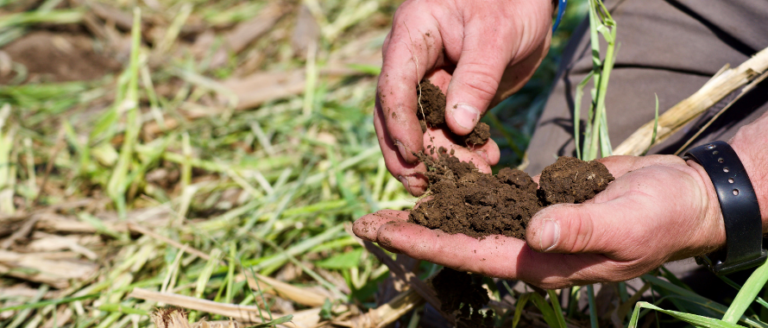 A man's hands holding soil in a field.