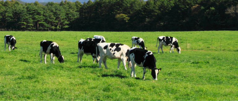 A herd of cows grazing in a field.