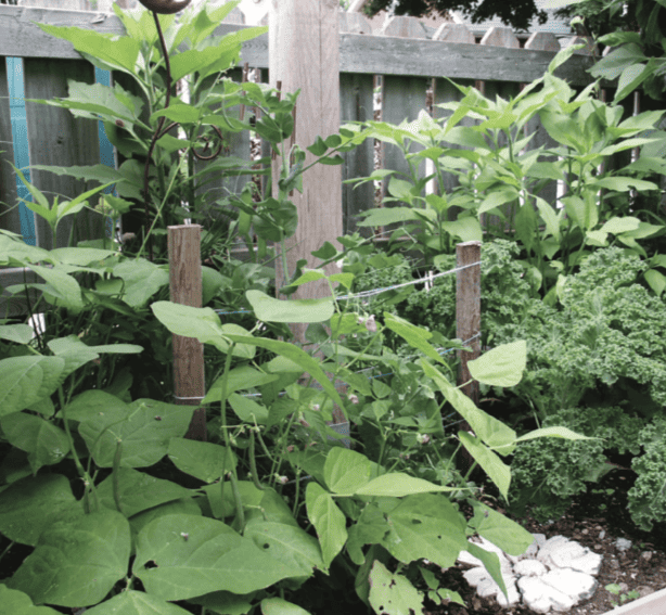 A garden with a wooden fence and plants.