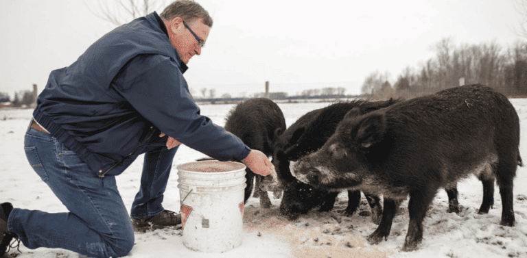 A man feeding a group of pigs in the snow.