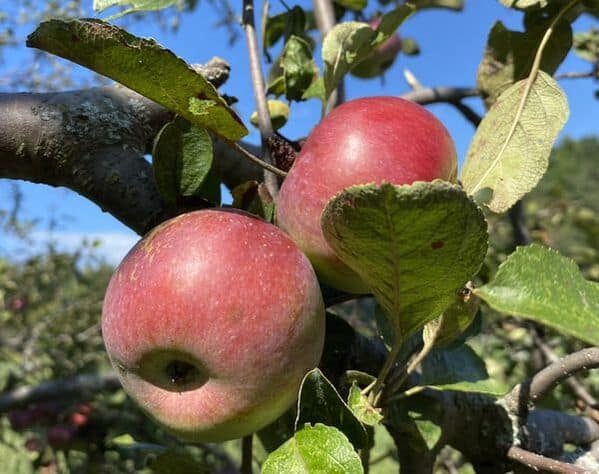 Three red apples are growing on an apple tree. Photo source: http://www.elmgroveorganic.com/our-history.html