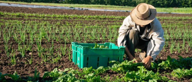 A man in a hat picking spinach in a field.