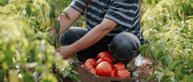 A man picking tomatoes in a field.