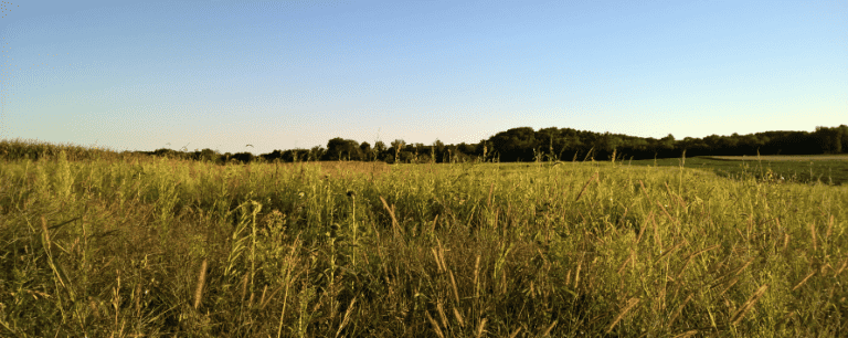 A field planted in a cover crop and trees in the background.